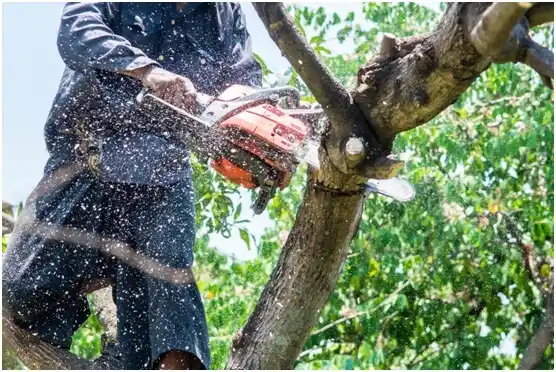 tree services Tri-City